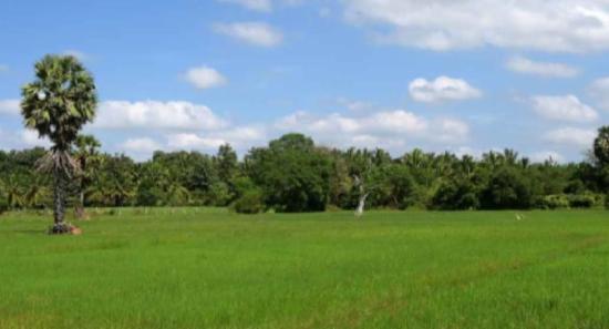 Over 100,000 Acres Of Uncultivated Paddy Fields